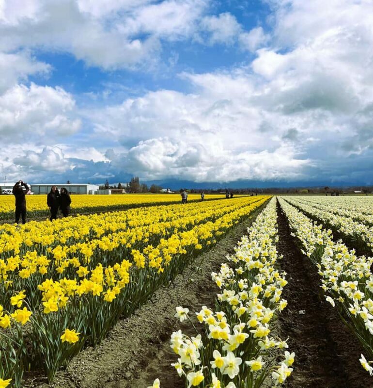 From Seattle: Tour of Skagit Valley Tulip Festival - The Tour Guide Experience