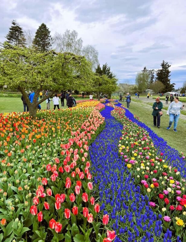 From Seattle: Tour of Skagit Valley Tulip Festival - Who Should Consider This Tour?