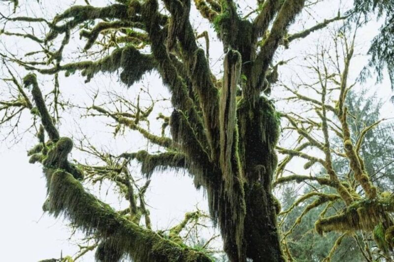 From Seattle: Twilight Forks Washington Tour - Explore Forks and Twilight Attractions