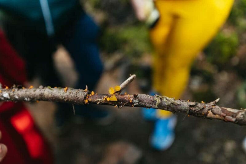 From Seattle: Visit Snoqualmie Falls and Hike to Twin Falls - What Travelers Are Saying