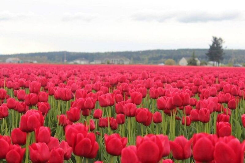 From Seattle:Tulip Festival at Skagit Valley and La Conner - Itinerary and Highlights
