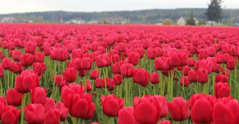 From Seattle:Tulip Festival at Skagit Valley and La Conner - Reservation and Cancellation Policy