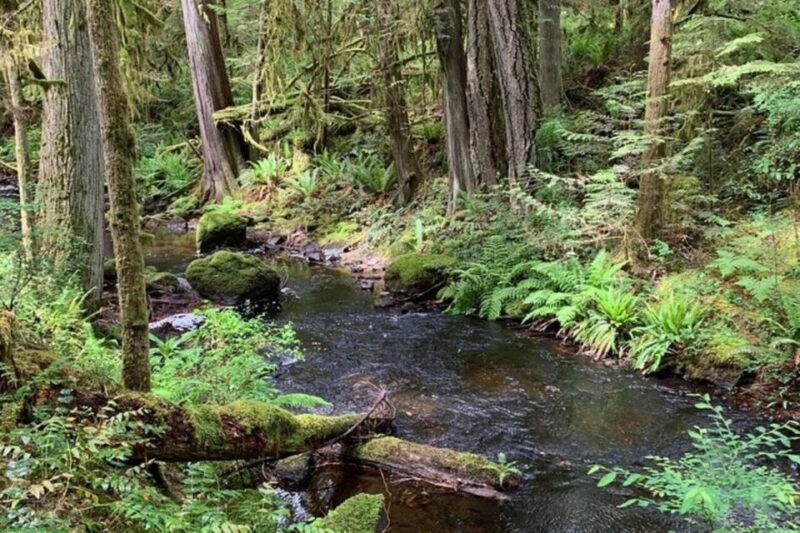 From Sechelt or Langdale: Sunshine Coast Tour and Hike - Itinerary Highlights