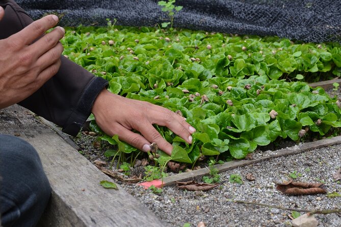 From Seed to Cup - Coffee Experience at La Palma Y El Tucan - Coffee Tasting and Cupping