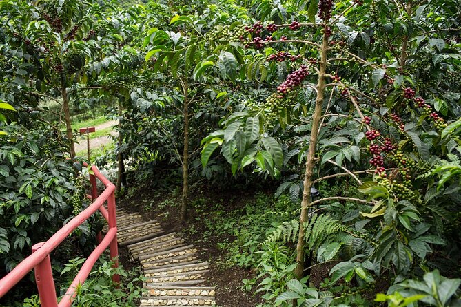 From Seed to Cup - Coffee Experience at La Palma Y El Tucan - Lunch at the Hacienda
