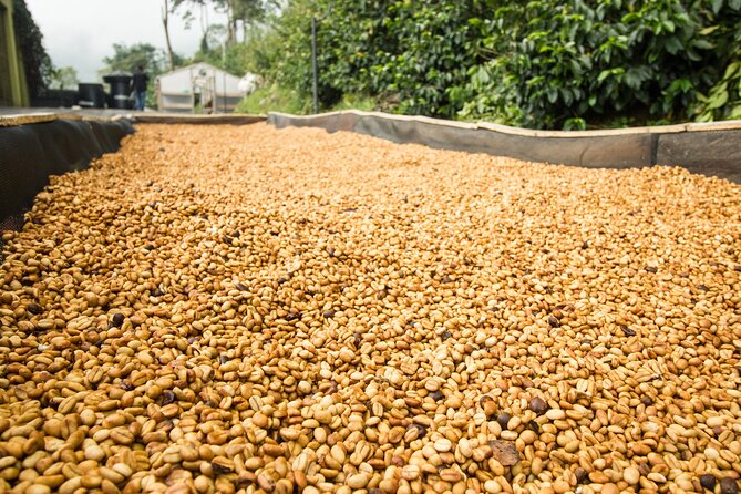 From Seed to Cup - Coffee Experience at La Palma Y El Tucan - Group Size and Health Requirements