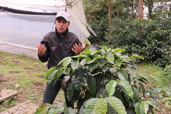 From Seed to Cup - Coffee Experience at La Palma Y El Tucan - Booking and Cancellation Policies