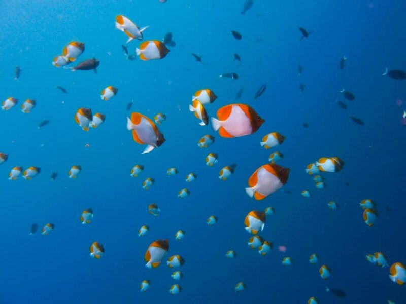 From Semporna: Mabul and Kapalai Trip With Snorkel or Dive - Booking and Cancellation