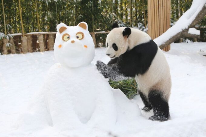 From Seoul: Everland Admission Ticket With Transfer - Ticket Inclusion and Benefits
