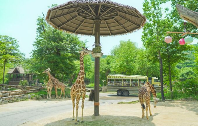 From Seoul: Everland Admission Ticket With Transfer - Important Operational Updates