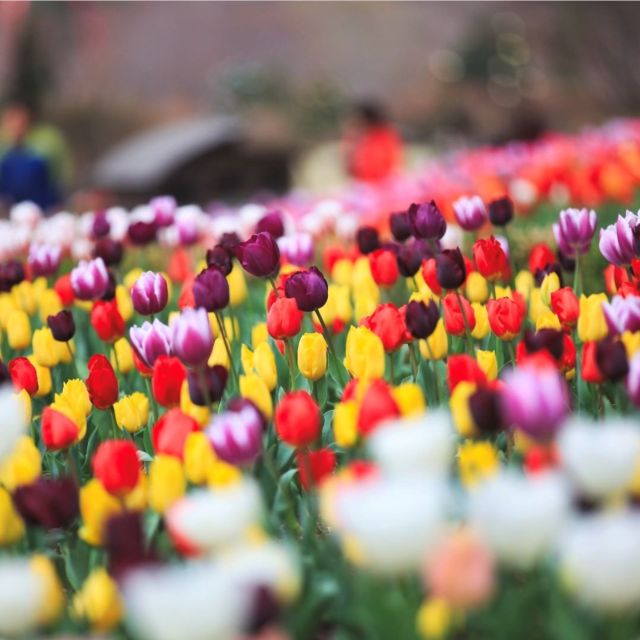 From Seoul: Nami Island, Korean Garden & Rail Bike Day Trip - Highlights of the Tour