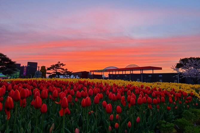 From Seoul: Taean Tulip Festival & Strawberry Picking Day Tour - Taean Tulip Festival