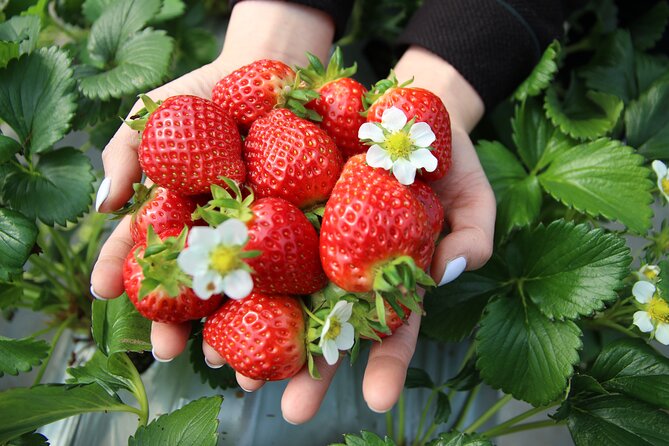 From Seoul: Taean Tulip Festival & Strawberry Picking Day Tour - Tulip Display and Photography
