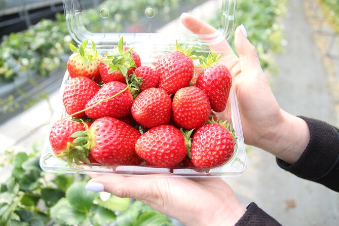 From Seoul: Taean Tulip Festival & Strawberry Picking Day Tour - Organic Farm and Freshly Picked Strawberries