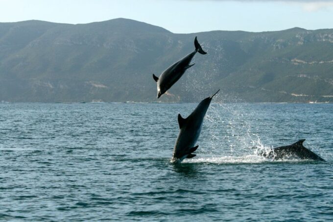 From Sesimbra: Arrábida Dolphin Watching Boat Tour - Additional Information