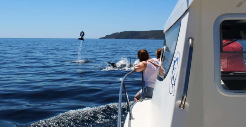 From Sesimbra: Arrábida Dolphin Watching Boat Tour - Key Points