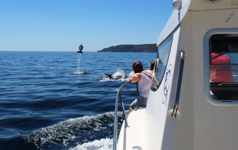 From Sesimbra: Arrábida Dolphin Watching Boat Tour - Highlights of the Experience