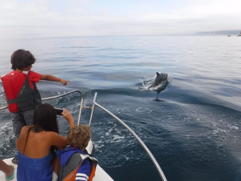 From Sesimbra: Arrábida Dolphin Watching Boat Tour - Itinerary and Schedule