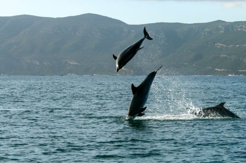 From Sesimbra: Arrábida Dolphin Watching Boat Tour - Group Size and Languages