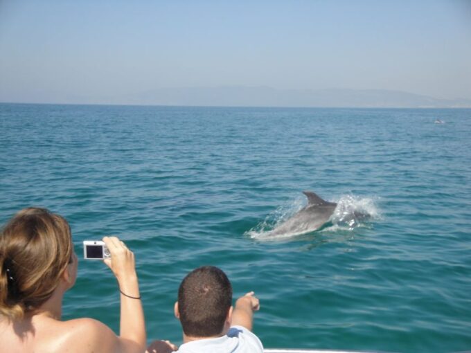 From Sesimbra: Arrábida Dolphin Watching Boat Tour - Important Considerations