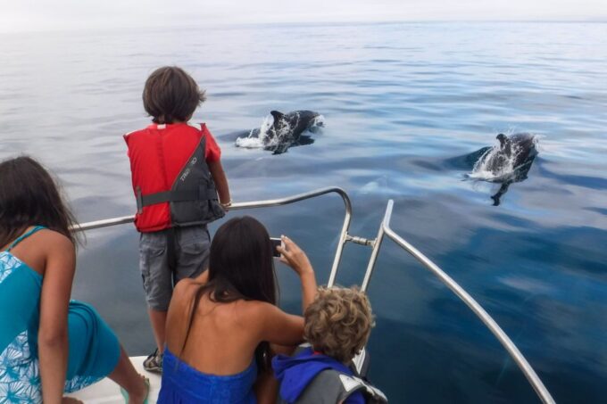 From Sesimbra: Arrábida Dolphin Watching Boat Tour - Additional Information