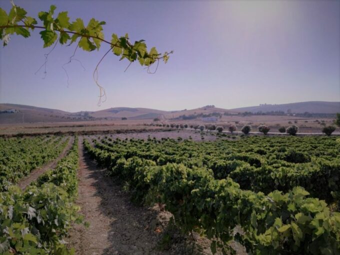 From Seville: Cadiz and Jerez De La Frontera Day Trip - Included in the Tour