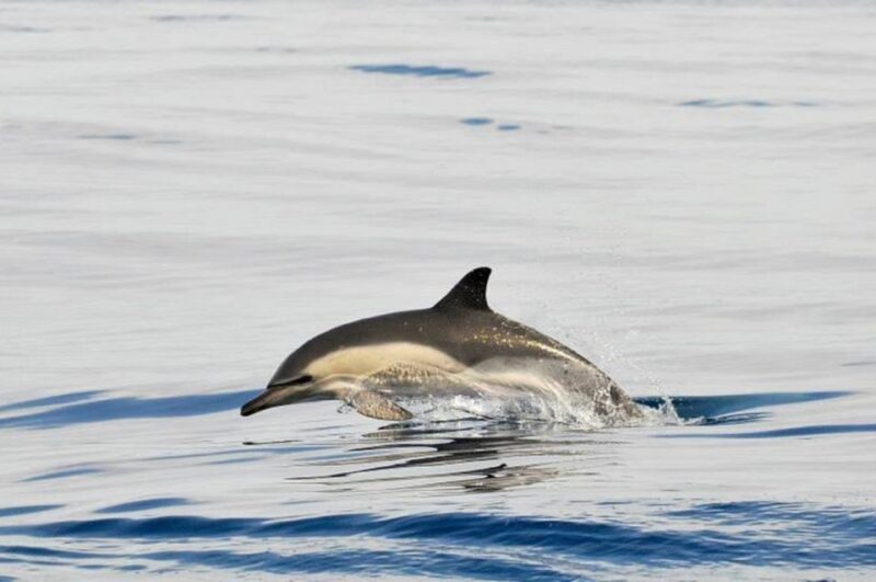 From Seville : Cetacean Adventure With Beach Day in Tarifa - Key Points