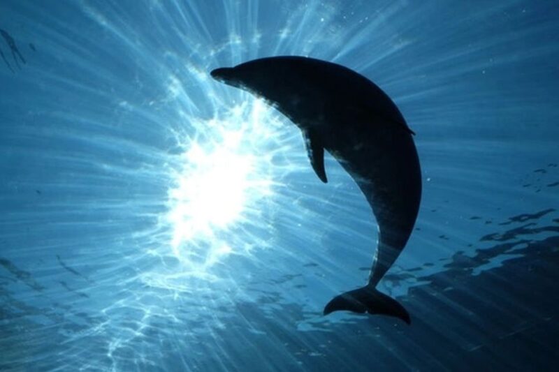 From Seville : Cetacean Adventure With Beach Day in Tarifa - Transportation and Duration