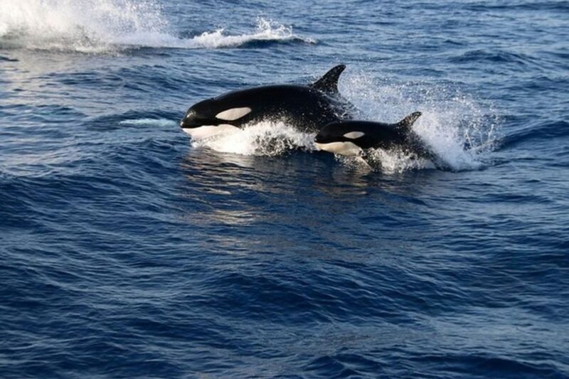 From Seville : Cetacean Adventure With Beach Day in Tarifa - Included Experiences