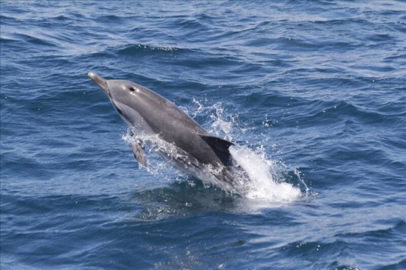 From Seville : Cetacean Adventure With Beach Day in Tarifa - Group Size Requirement
