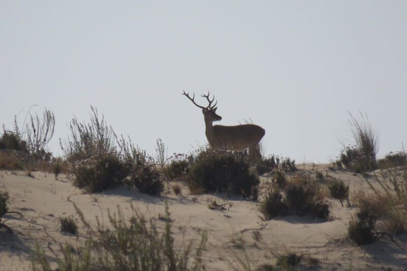 From Seville: Doñana National Park 4x4 Tour - Key Points