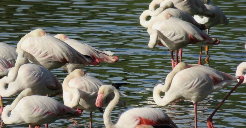 From Seville: Doñana National Park 4x4 Tour - Park Exploration