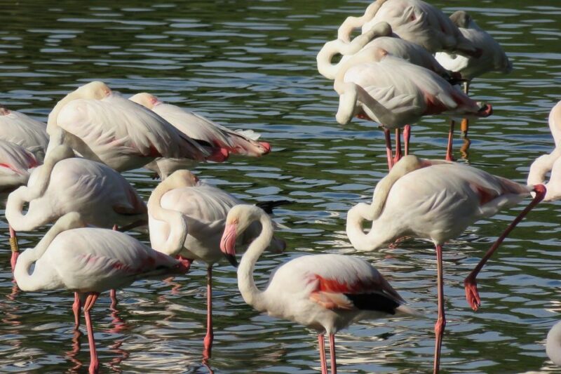 From Seville: Doñana National Park 4x4 Tour - Wildlife Sightings