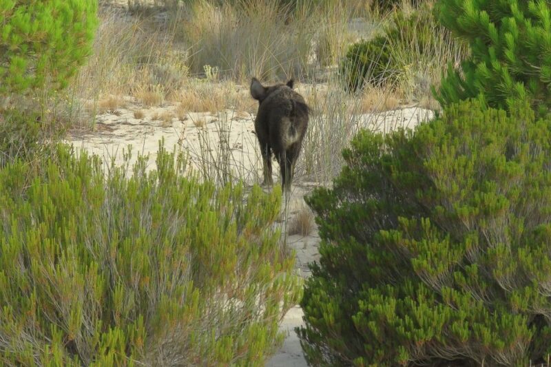 From Seville: Doñana National Park 4x4 Tour - Beach Exploration