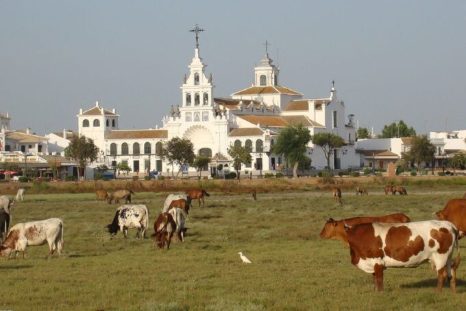From Seville: Doñana National Park 4x4 Tour - Important Considerations
