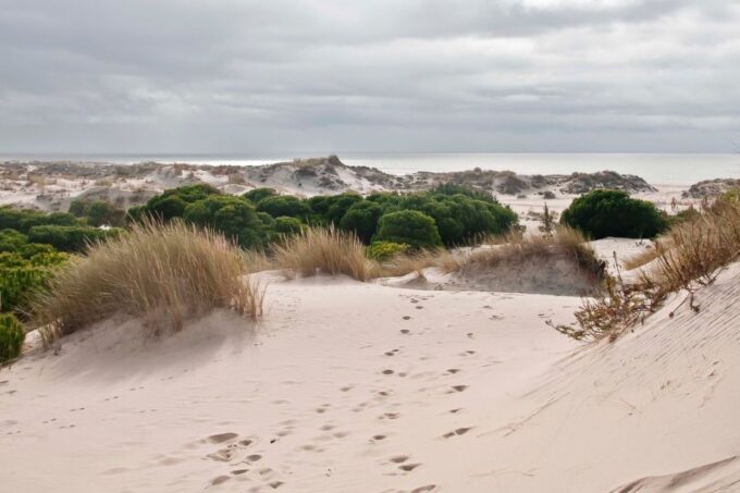 From Seville: Doñana National Park 4x4 Tour - Pickup and Return
