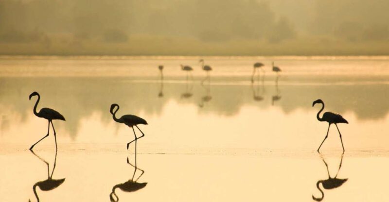 From Seville: Doñana National Park Full-Day Private Tour - Visiting the Village of El Rocío