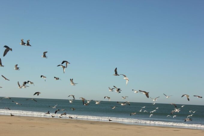 From Seville: Doñana National Park Full-Day Private Tour - Optional Lunch Opportunity