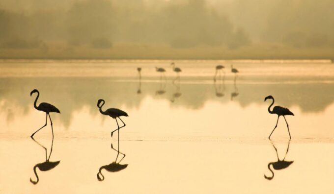 From Seville: Doñana National Park Full-Day Private Tour - Important Considerations for the Tour
