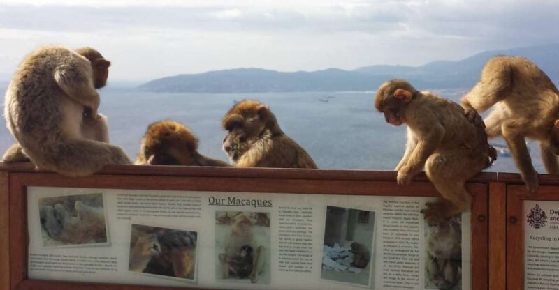 From Seville: Full-Day Private Tour of Gibraltar - Pickup and Transportation