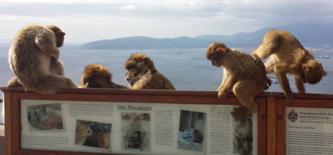 From Seville: Full-Day Private Tour of Gibraltar - Inclusions and Requirements
