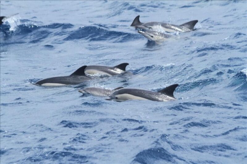 From Seville: Gibraltar Dolphins Watching Day Trip - Key Points