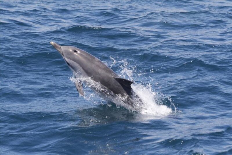 From Seville: Gibraltar Dolphins Watching Day Trip - Itinerary and Highlights