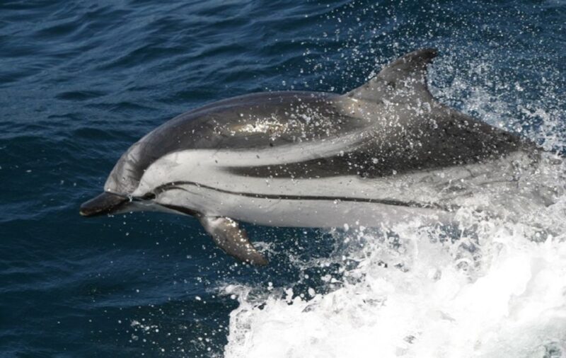 From Seville: Gibraltar Dolphins Watching Day Trip - Spending Time in Gibraltar City