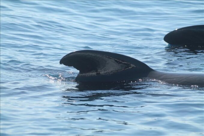 From Seville: Gibraltar Dolphins Watching Day Trip - Important Travel Information