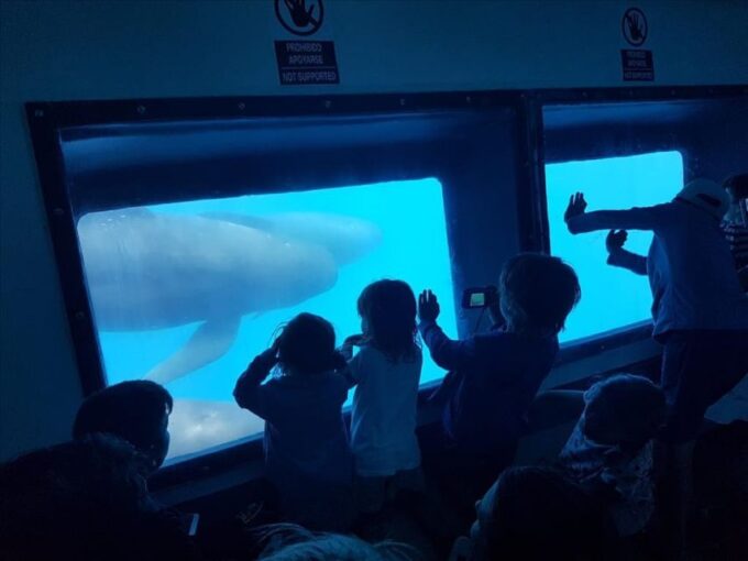 From Seville: Gibraltar Dolphins Watching Day Trip - What to Expect on the Cruise