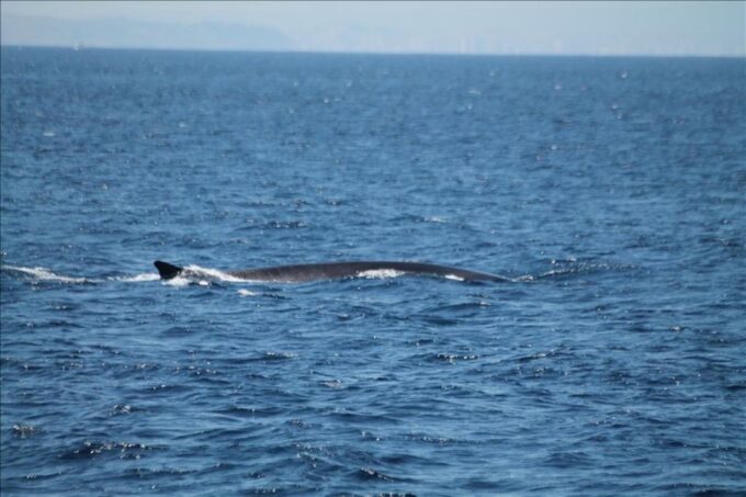 From Seville: Gibraltar Dolphins Watching Day Trip - Frequently Asked Questions