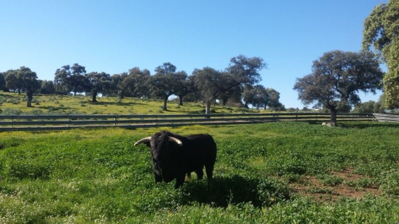 From Seville: Half-Day Bull Breeding Farm Tour - Key Information