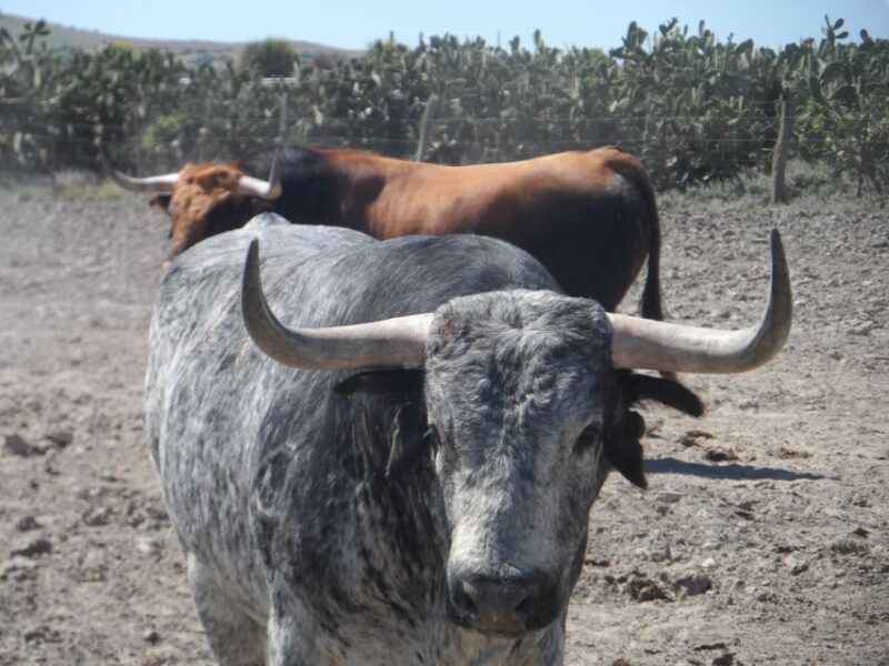 From Seville: Half-Day Bull Breeding Farm Tour - Highlights