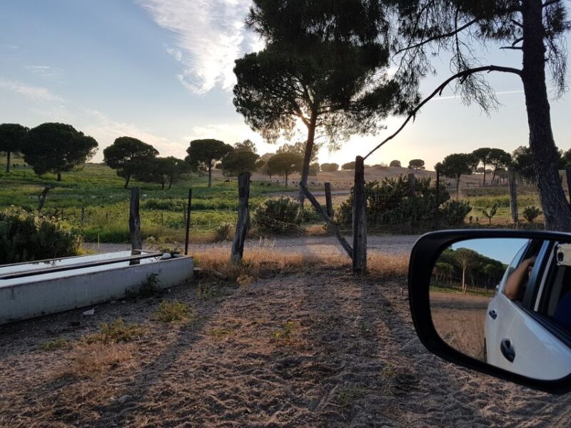 From Seville: Half-Day Bull Breeding Farm Tour - Important Notes